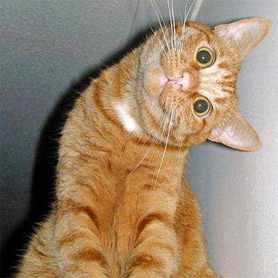 Résultat de recherche d'images pour "images chats rigolos"